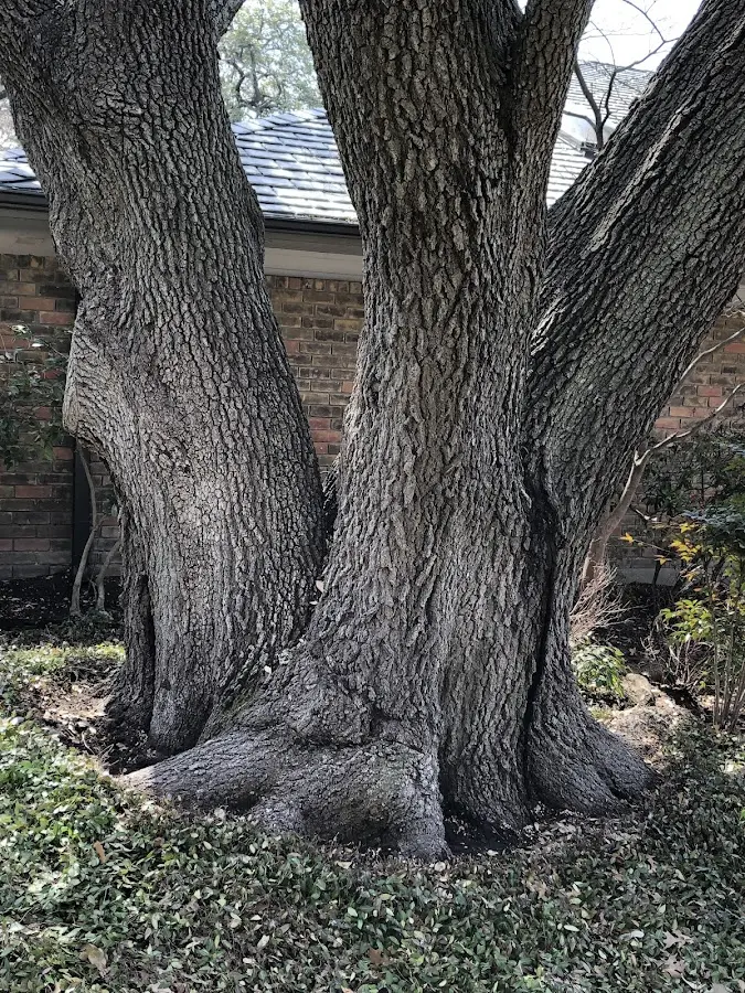 Mature heritage tree close to a Stockertown property cared for by certified arborists